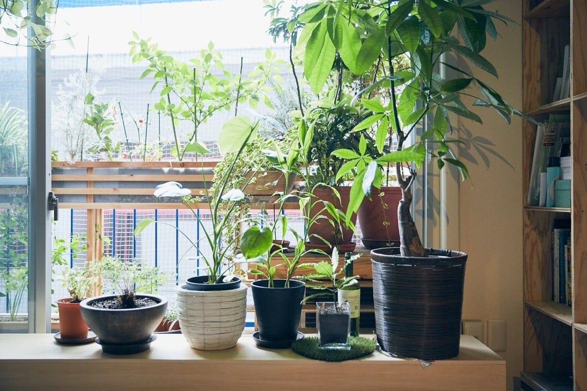 若葉整骨院